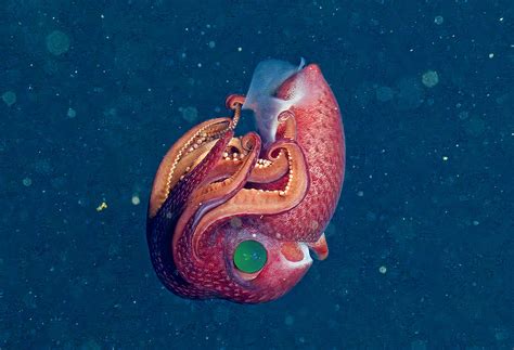 Розовый косоглазый глубоководный кальмар попал на видео