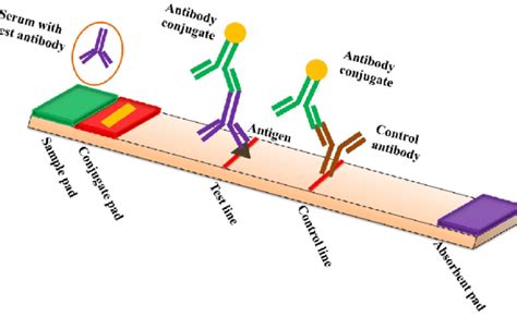 Lateral Flow Test Prinzip Diagram Representing The Lateral Flow Assay Otosection