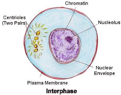 Bach: Chapter 12: The Cell Cycle