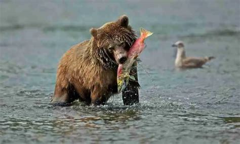 Do Grizzly Bears Have Any Natural Predators? (4 Examples)