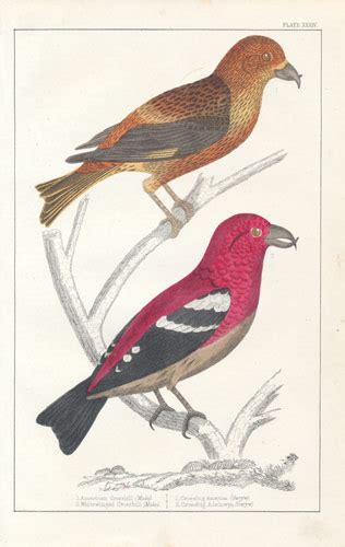 Victorian Bird Prints Antique Circa 1850