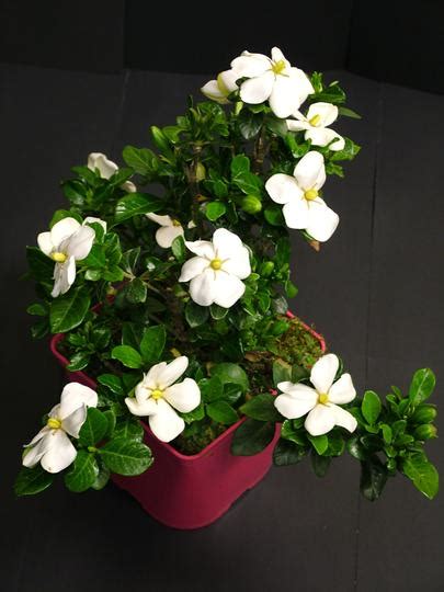 Gardenia Jasminoides Kleims Hardy