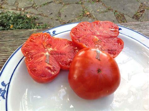 Tanunda Red Dwarf Tomato Renaissance Farms Heirloom Tomato Seeds