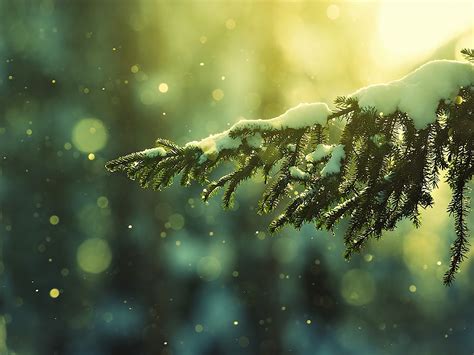 Fondos De Pantalla Luz De Sol Árboles Paisaje Bosque Agua Naturaleza Reflexión Nieve