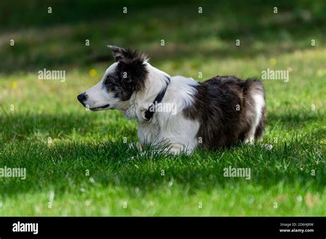 Portrait Of Australian Shepherd Dog Stock Photo Alamy