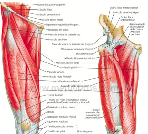 Buque De Guerra Comprender Ambicioso Anatomia Muscular Del Muslo