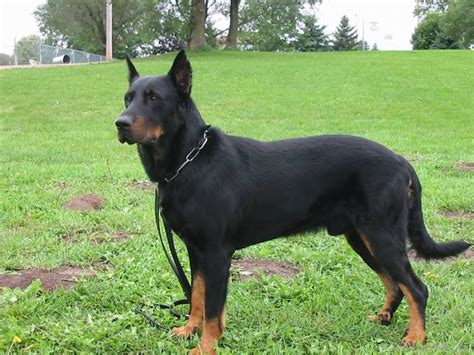 Beauceron Black Dog - Desi Comments