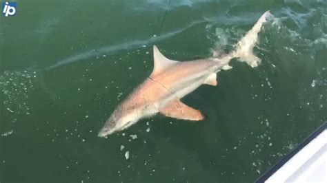 Great White Sharks Spotted Near The South Carolina Coast Rock Hill