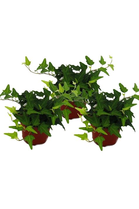 tnc garden groups Mini Hedera Salon Sarmaşığı hedera Helix Green 3