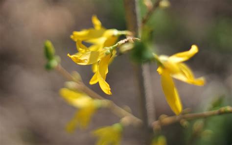 forsythia, Tree, Flowers, Blossom, Spring, Macro Wallpapers HD ...