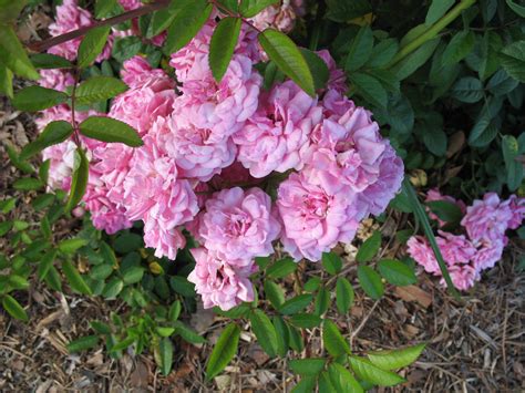 Online Plant Guide Rosa Peggy Martin Peggy Martin Rose