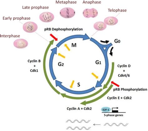 Pdf Analysis Of The Role Of The Cohesin Regulatory Proteins Pds5