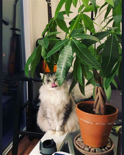 15 Low Maintenance Plants That Are Safe For Cats Artofit