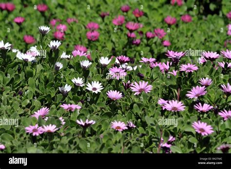 Flowers In Namibia Stock Photo Alamy