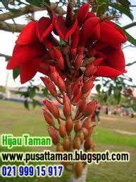 JUAL POHON DADAP MERAH KHASIAT MANFAAT POHON DADAP MERAH TANAMAN