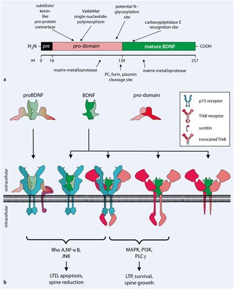 9 Structure Processing And Receptors Of The Neurotrophin BDNF A