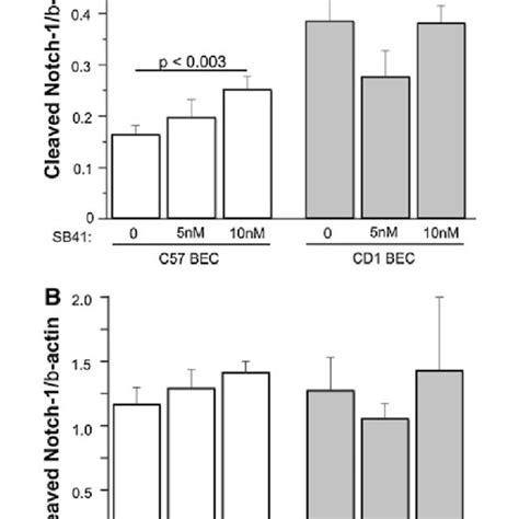 Inhibition Of Gsk B By Sb Elicits Increased Cleaved Notch In