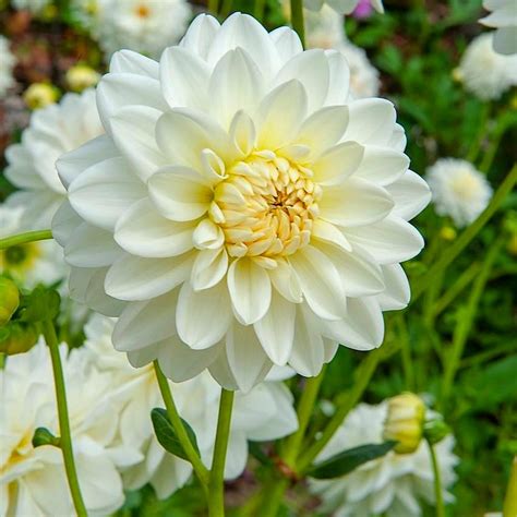 Dahlia Planting Guide – Easy To Grow Bulbs