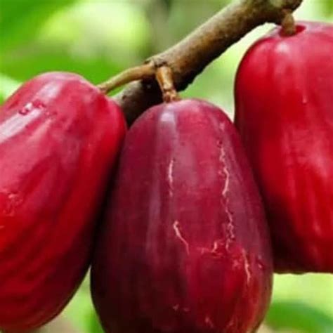 Jual Bibit Pohon Jambu Jamaika Buah Jambu Jamaika Tanaman Jambu Bol