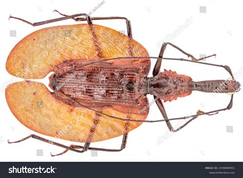 indonesia carabidae   images pictures shutterstock