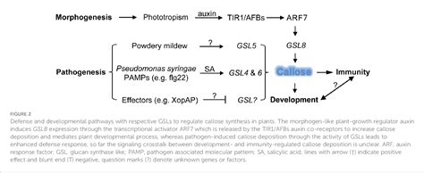 Figure 2 from The multifarious role of callose and callose synthase in ...