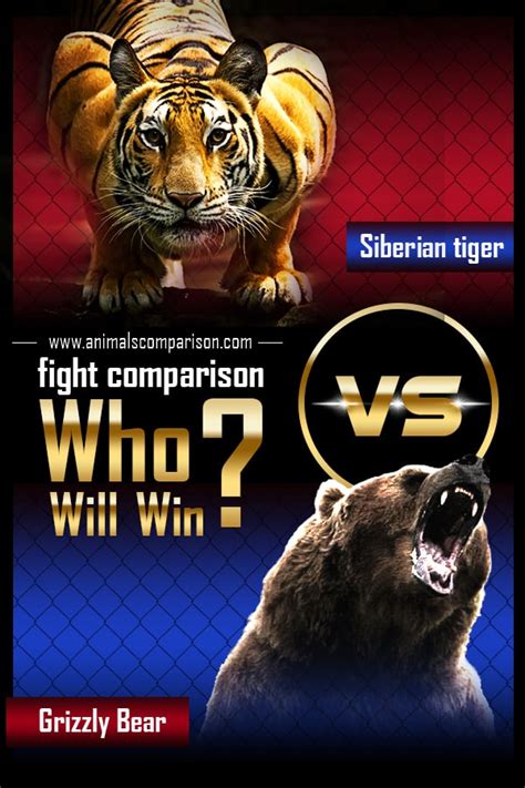 Grizzly Bear Vs Siberian Tiger fight comparison, who will win?