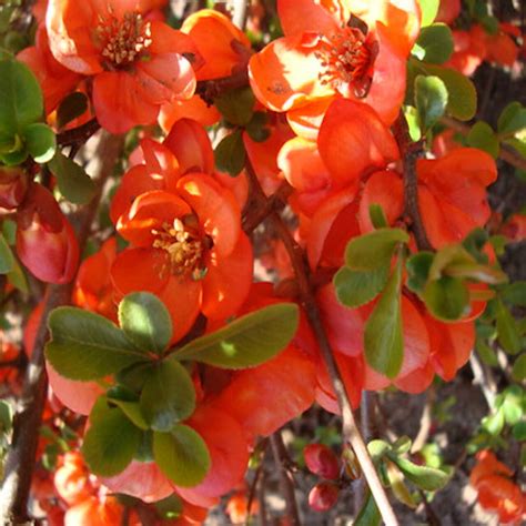 Chaenomeles Japonica Cameo Japanese Flowering Quince Wilno S Twig Farm Online Nursery Buy