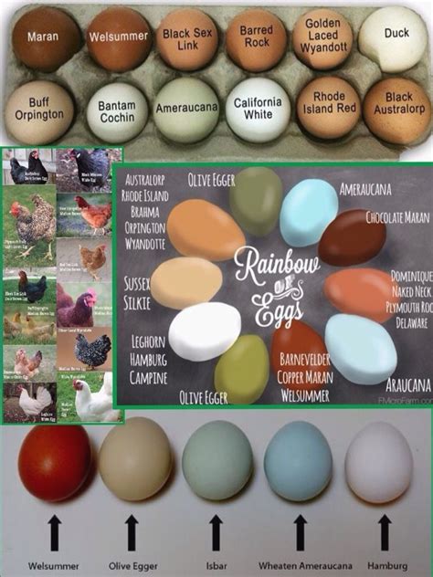 Chicken Egg Color Chart Elegant Chicken Breed And Egg Color Chart Farming Pinterest