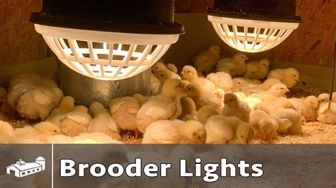 Brooder Lights And Heat Lamps For Raising Chickens Youtube