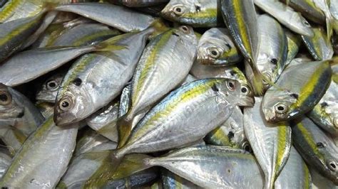 3 Resep Ikan Kembung Yang Mudah Dibuat Coba Pesmol Ikan Kembung