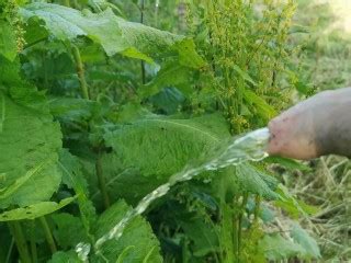 Peeing On A Summer Evening Pornhub Gay