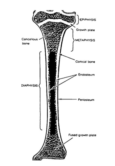 Tibia Bone Diagram