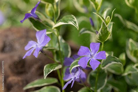 Vinca Major Variegata Bigleaf Periwinkle With Beautiful Deep Blue