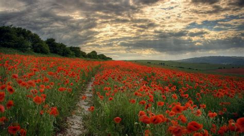 Wallpaper Landscape Flowers Field Hills Path Poppies Flower