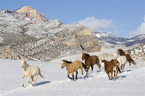 Usa Wyoming Shell Wild Horses Galloping In Snow Covered Mountains