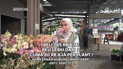 YUK ORDER MUMPUNG LAGI PROMO ANGGREK BULAN STOCK TERBARU MITRA FLORA