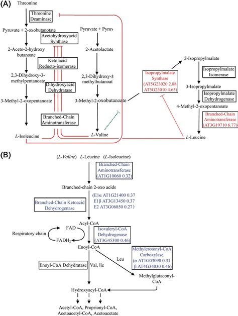 The Bcaa Metabolic Pathway A The Bcaa Biosynthesis Pathway The