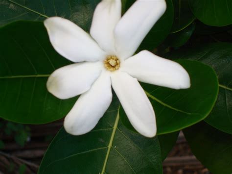 Tahiti Tiare Flower The National Flower Of Tahiti Is A Type Of