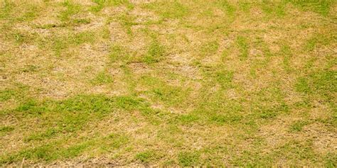 Bermuda Grass Fungus How To Eliminate Fungus In Your Lawn