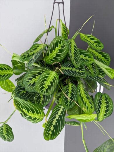 Prayer Plant Propagation And Rooting Maranta Leuconeura From Cuttings