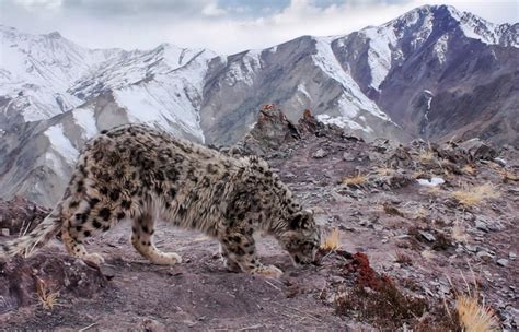 Snow Leopards Hunting