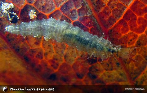 Planeta Invertebrados Brasil