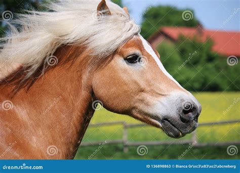 Haflinger Horse Head Portrait Stock Image Image Of Gallop Fast