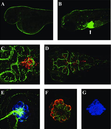 Examples Of Embryonic Transgenic Zebrafish A And B The Download