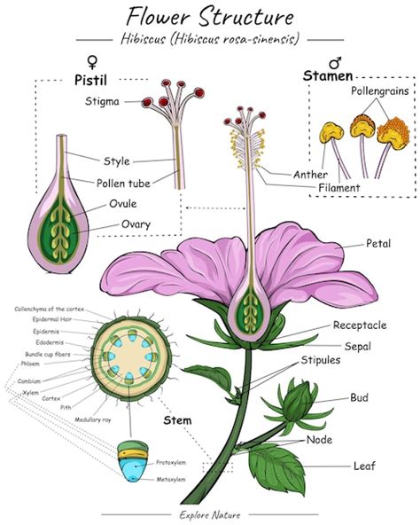 Hibiscus Rosa Sinensis Parts Of The Flower | Best Flower Site