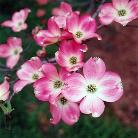 Dogwood Flowering #7 - Ted Lare - Design & Build