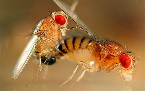 Drosophila Melanogaster