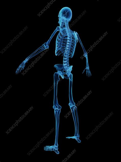 Male Skeletal System Illustration Stock Image F038 3619 Science Photo Library