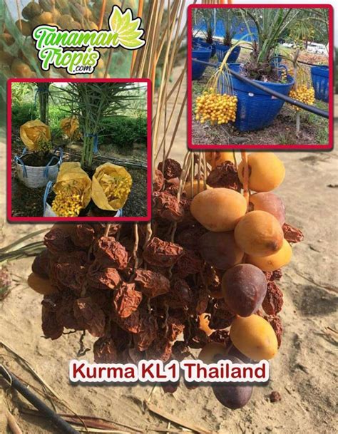 Jual Bibit Tanaman Kurma KL 1 Kurma Tropis Thailand ASLI