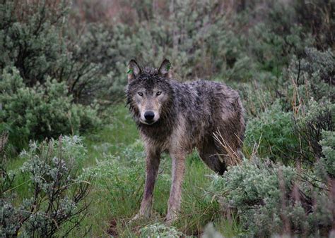 Officials Approve Killing Up To 4 Wolves In Eastern Oregon